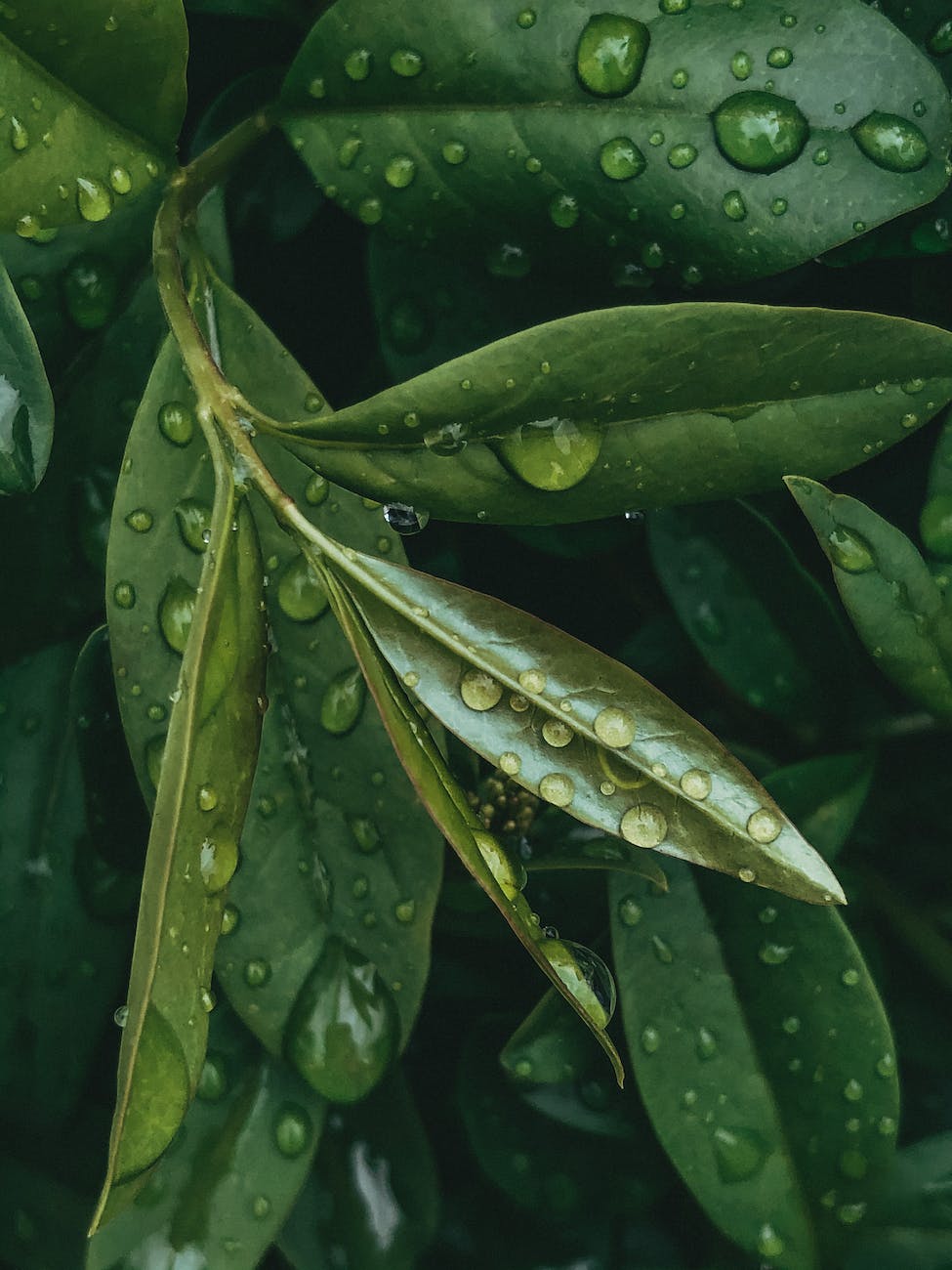 太陽神話 (III) :&nbsp;阿波羅與月桂冠